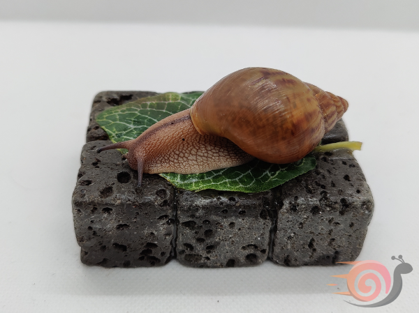 Achatina Achatina Wild